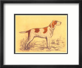Hunting Dogs  Griffon
