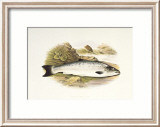 Grilse or Young Salmon