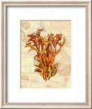 Exotic Map with Coral II