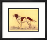 Hunting Dogs  Spaniel