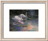 Swans and Waterfall