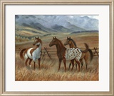 Appaloosa II
