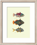 Tropical Fish