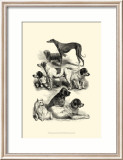 International Show Dogs II  c1863