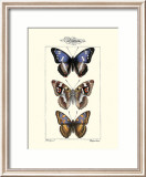 Butterflies II
