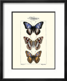 Butterflies II