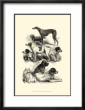 International Show Dogs II  c1863