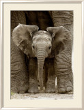Baby Elephant