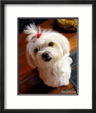 Mini Maltese