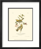 Black-Throated Green Wood Warbler