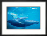 Humpback Mother and Calf