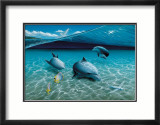 The Chase  Maui Dolphins