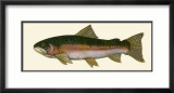 Steelhead Trout