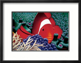 Clown Fish