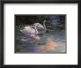Swans and Waterfall