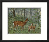 Deer Family I