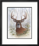 Deer Buck Portrait