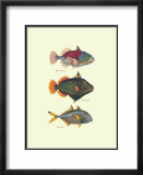 Tropical Fish