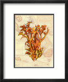 Exotic Map with Coral II