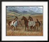 Appaloosa II