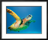 Green Sea Turtle