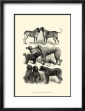 International Show Dogs I  c1863