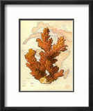 Exotic Map with Coral III