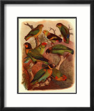 Tropical Birds IV