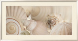Shells I