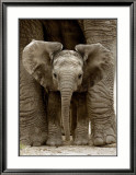 Baby Elephant