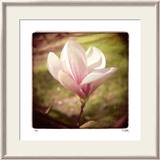 Spring Magnolia