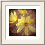 Yellow Magnolia