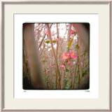 Quince Forest