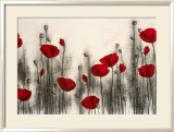 Red Poppies