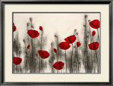 Red Poppies