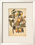 Avicennia Germinans