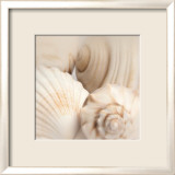 Shells II