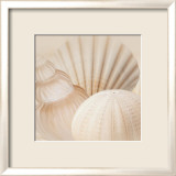 Shells III
