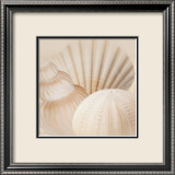 Shells III