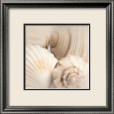 Shells II