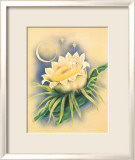 Night Blooming Cereus