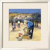 La Cueillette des Olives
