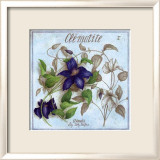 Clematite