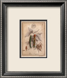 Poivre de Cayenne