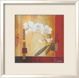 Orchid Lines II