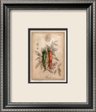 Piment