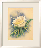 Night Blooming Cereus