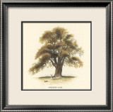 Common Oak