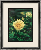 Blooming Cereus with Full Moon