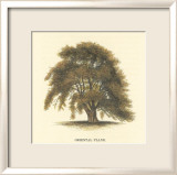 Oriental Plane